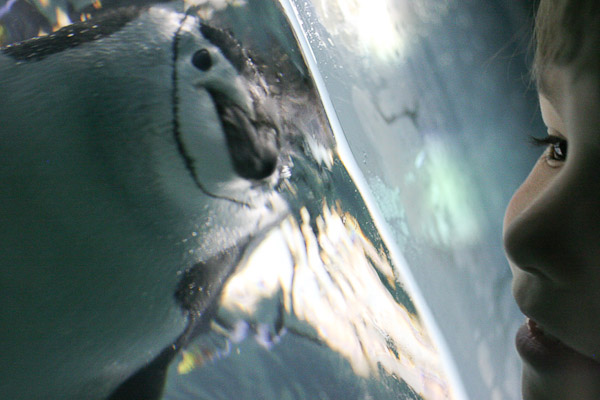 central park zoo penguins. Central Park Zoo in NYC